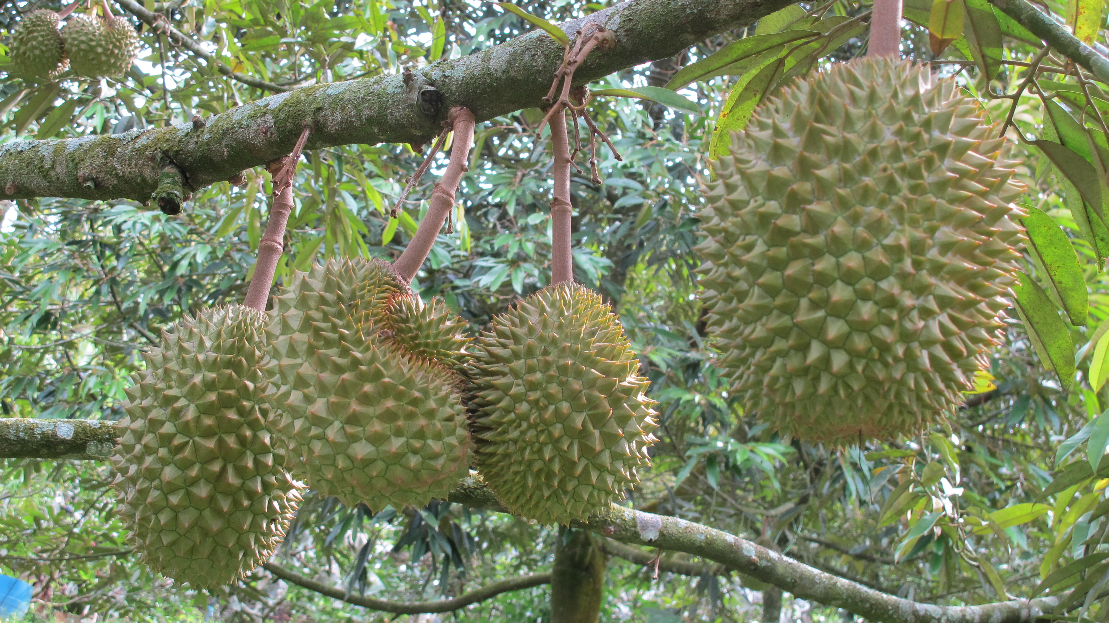 未来能不能实现“榴莲自由”,全国人民就看大广西了。