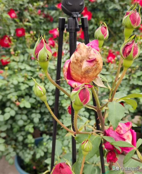 月季打药枯萎怎么办,月季出现了肥害怎么办