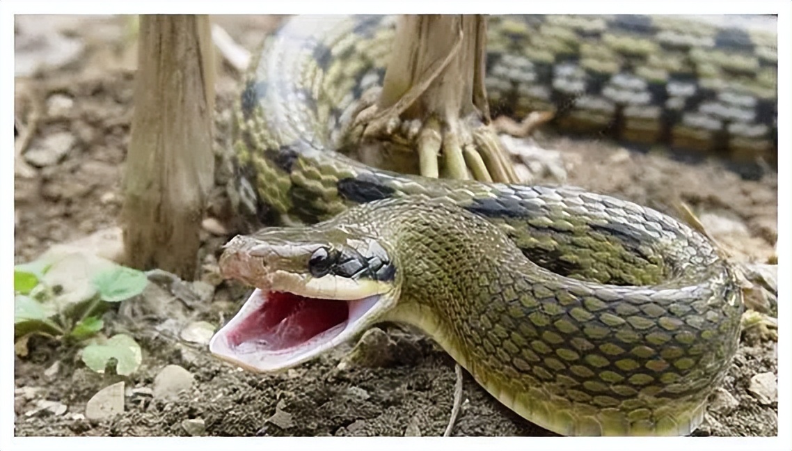 为什么打蛇要打七寸,打蛇七寸的七寸是指哪里