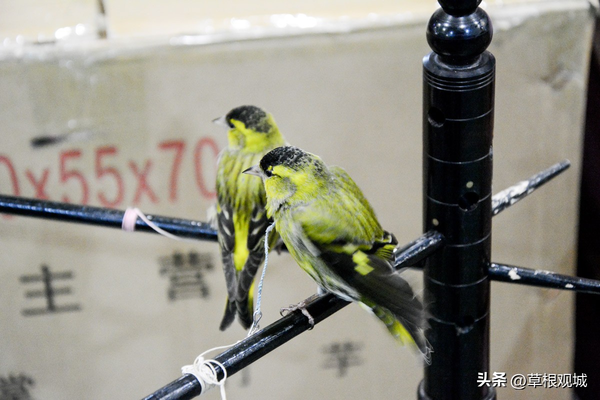 鎺㈣杩庢槬鑺卞競,澶ц繛瑗块儕鑺卞競鎼摢鍘讳簡