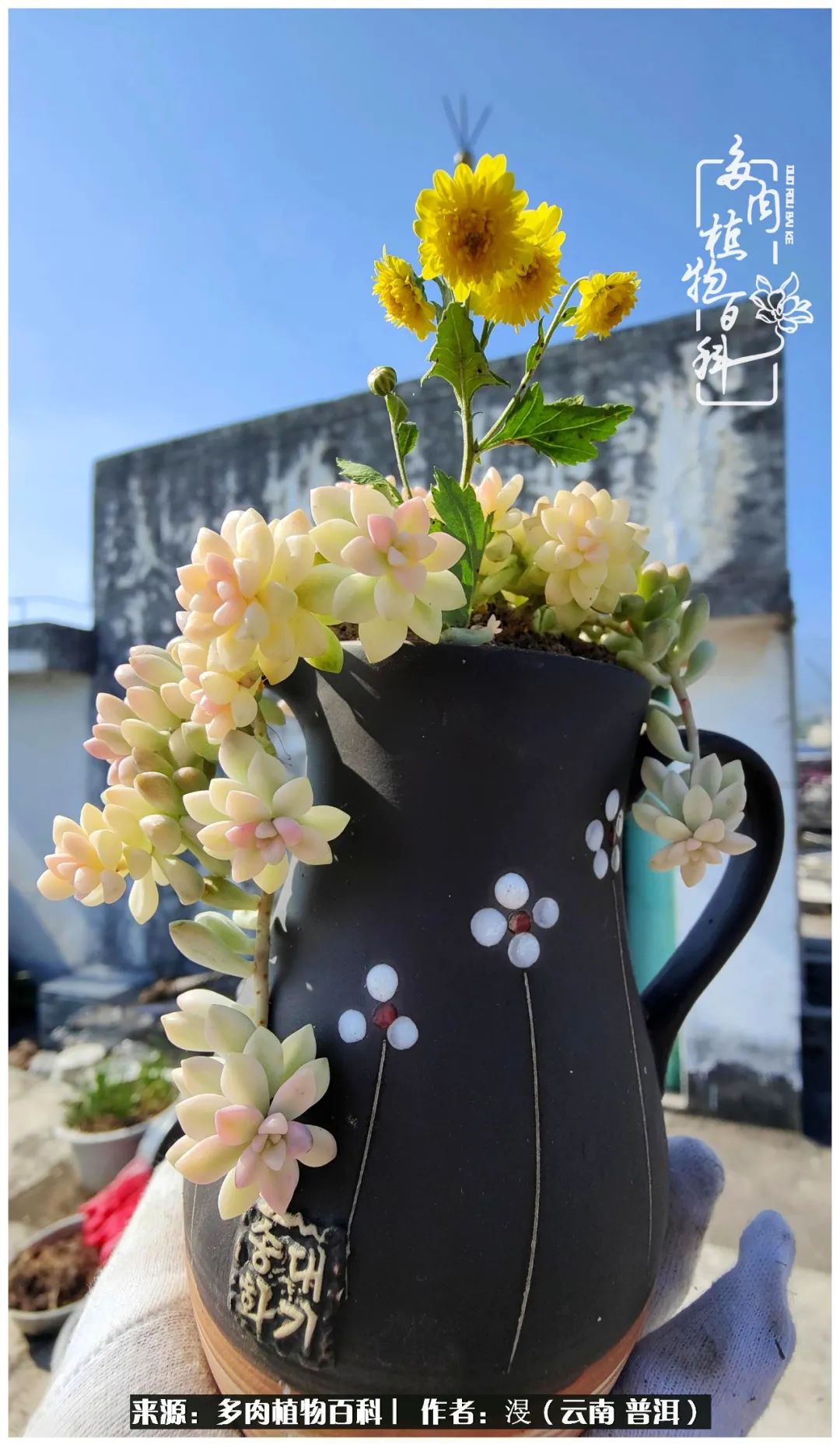 云南的冬天没有云！养肉七年，不谈得失，只论陪伴！