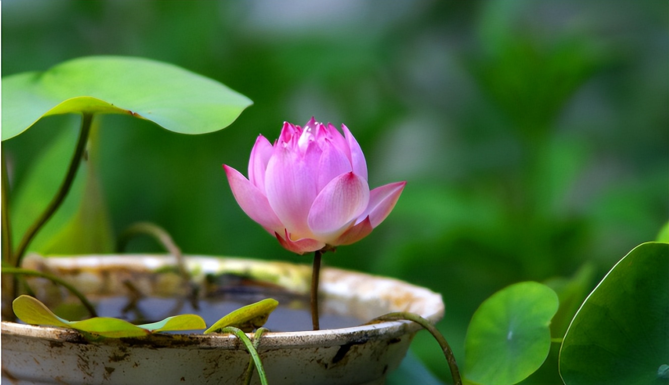 家庭不宜养的十大不吉利花,哪四种不吉祥的花不能在家养