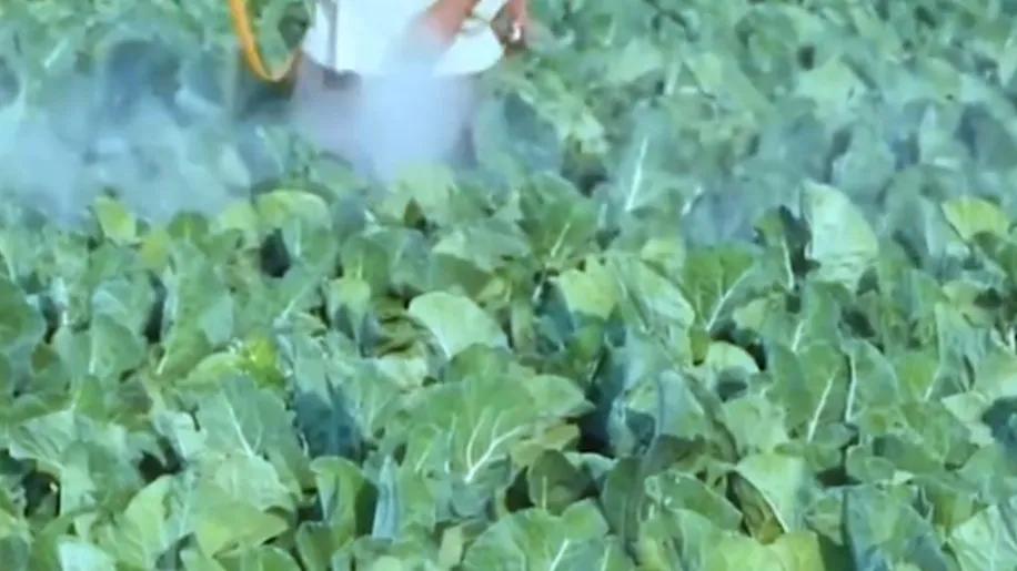 分享花菜好吃做法,分享农作物种植技巧