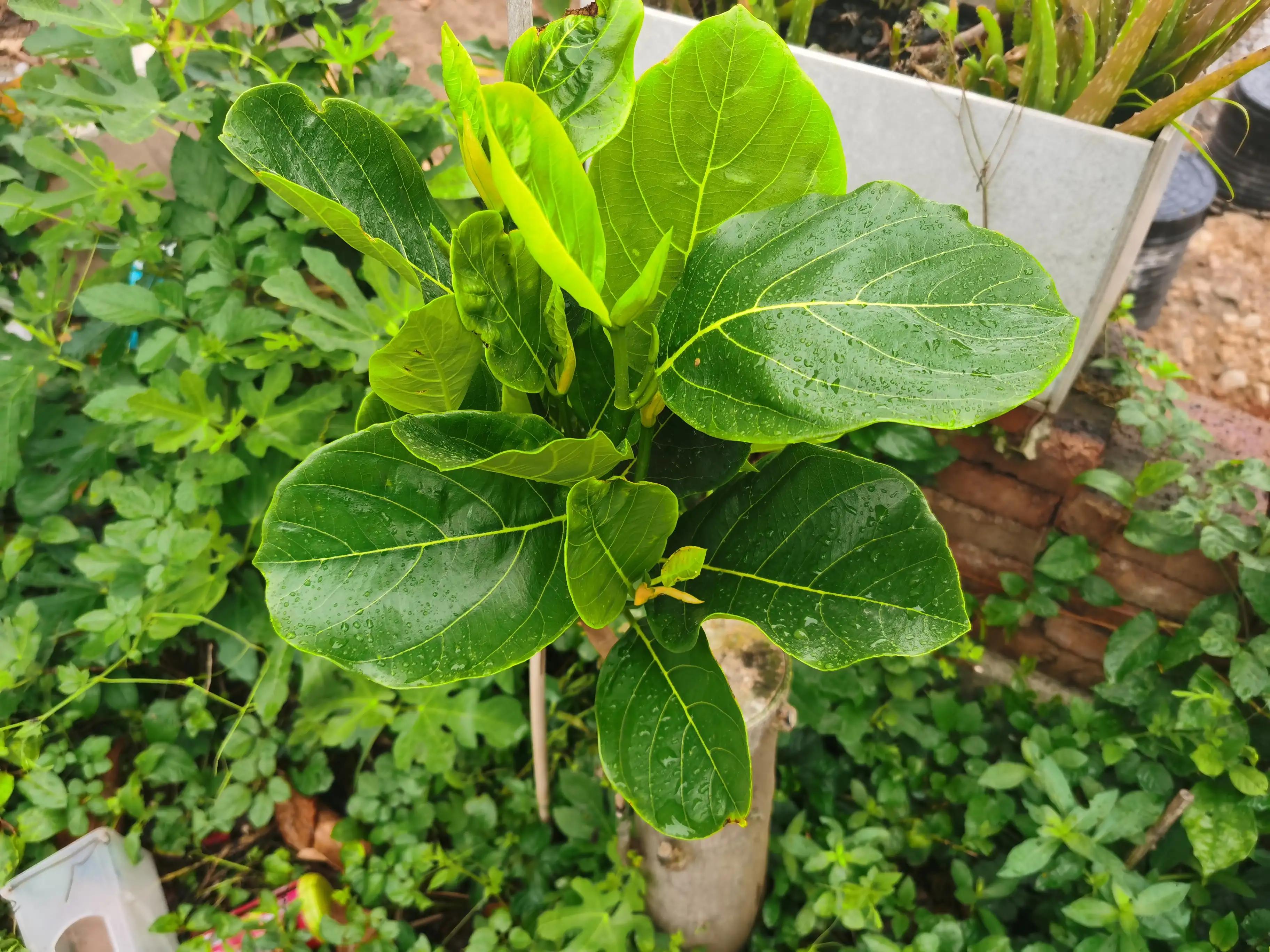 万能的头条帮忙鉴定一下菠萝蜜是哪个品种