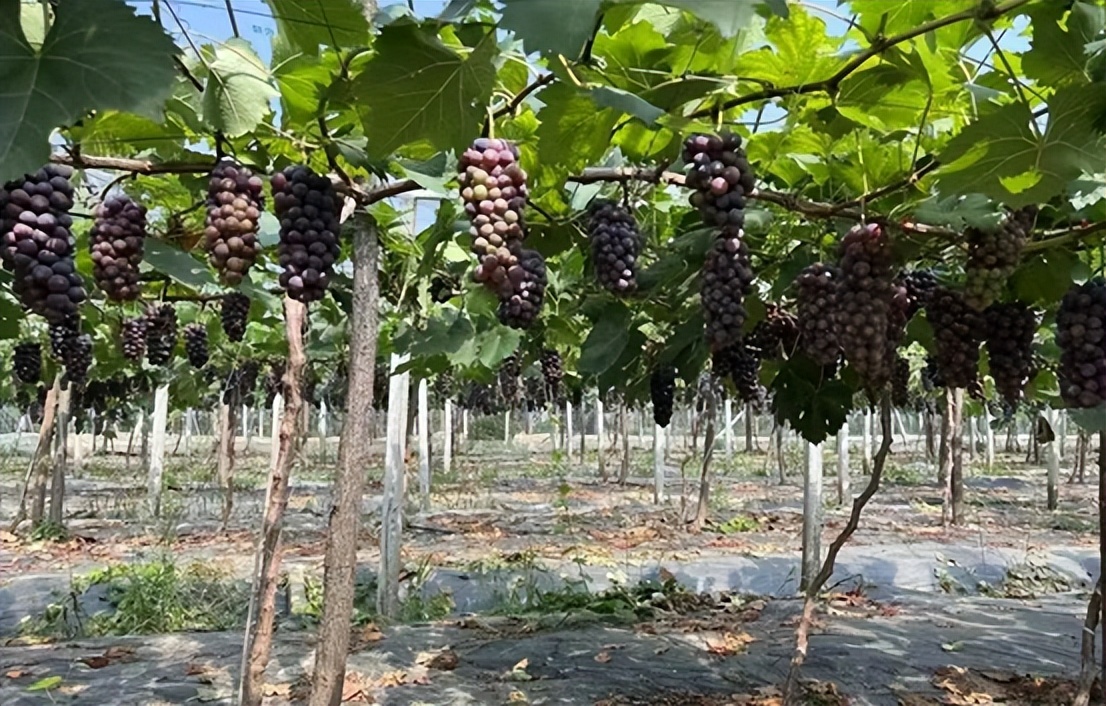 黄桃、蓝莓、西瓜……尧乡盛夏瓜果香，快来品尝夏天的味道！