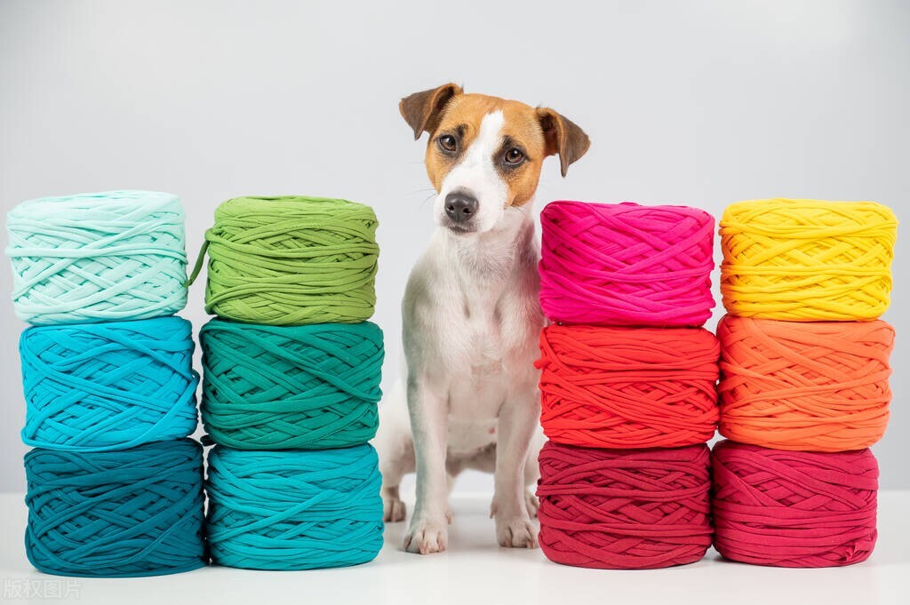 狗喜欢的颜色排行榜,狗喜欢用什么颜色的水碗