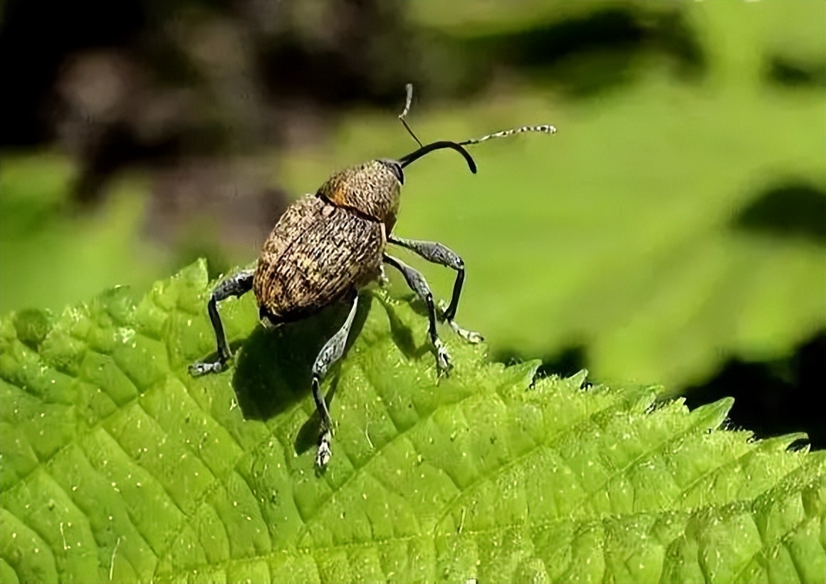葡萄刚谢花打什么药,葡萄谢花后怎么保果