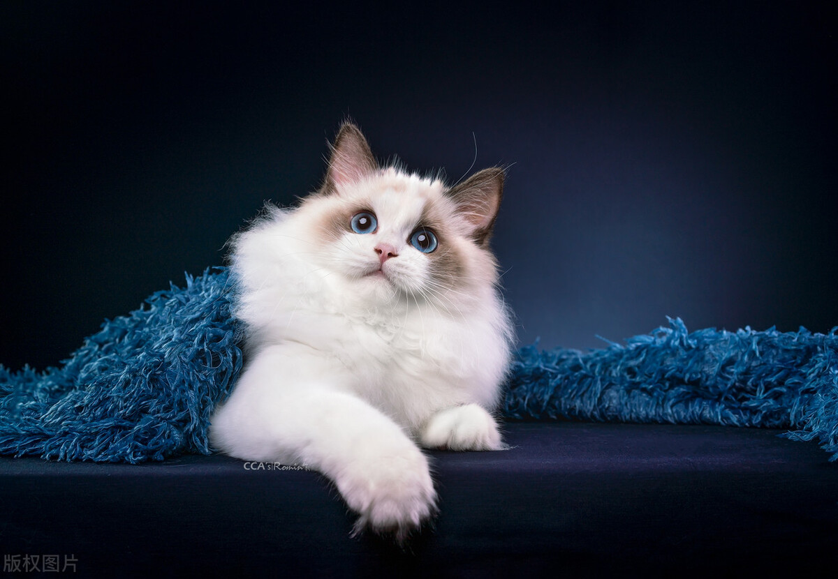 暹罗猫跟布偶,暹罗猫和布偶猫什么区别