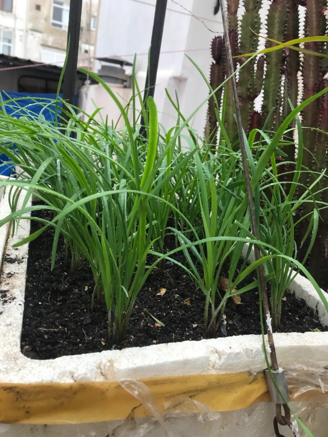 阳台种菜种哪些长得比较快,阳台种菜推荐种什么