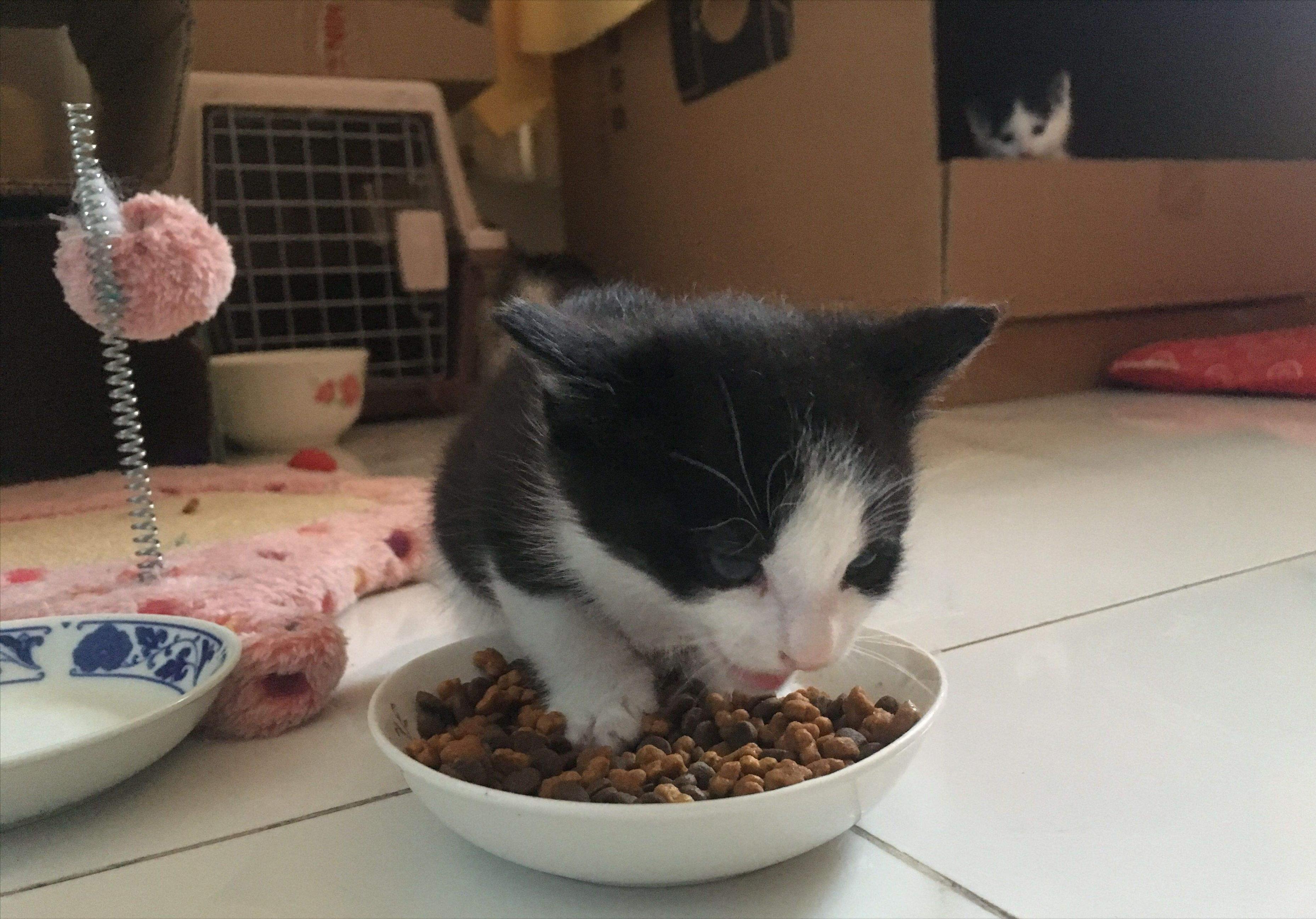 猫咪躺下露肚子代表什么,原来猫咪露肚子有这些含义