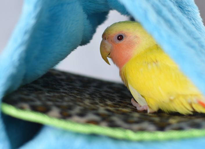 鹦鹉看不上眼要喂什么药,鹦鹉拉稀不吃食的解决方法