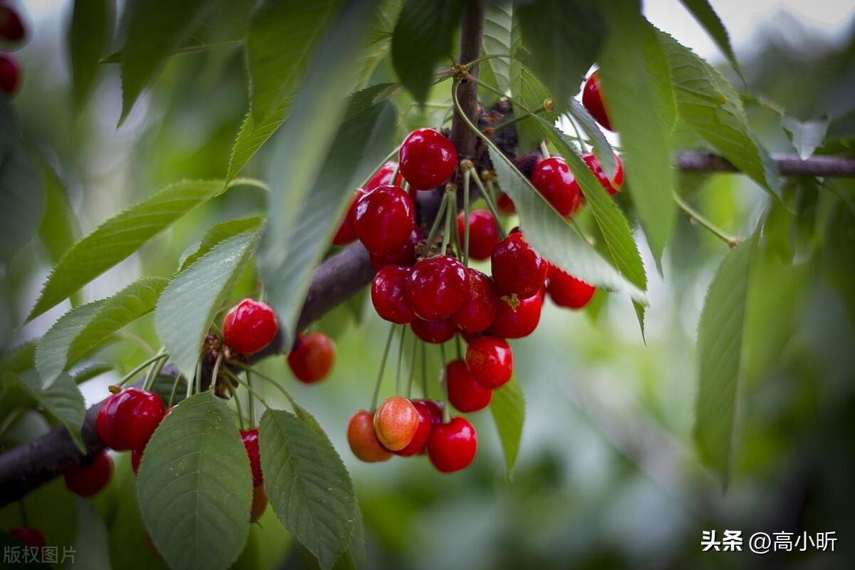 吃樱桃有哪些注意事项,吃樱桃注意事项有哪些