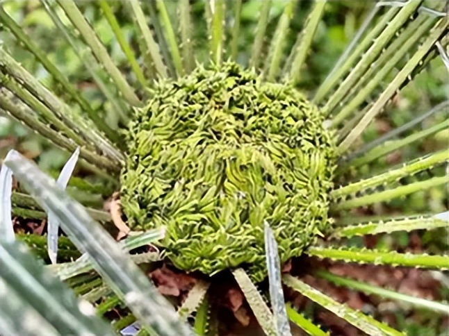 家底大揭秘！深圳究竟有多少“神奇生物”？