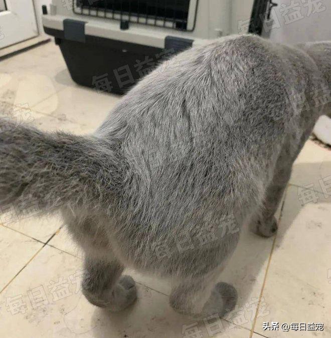 世界杯火了的猫,足球世界杯猫