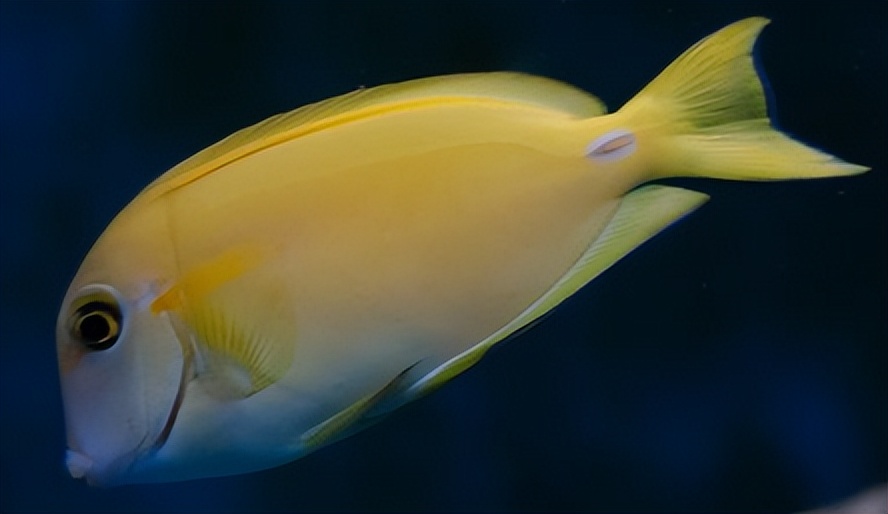 海缸入门,海缸入门背滤