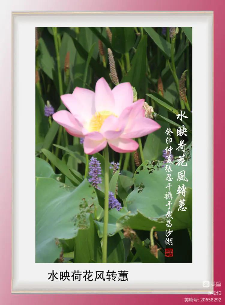 诗图战友情（九十五）荷花别样红