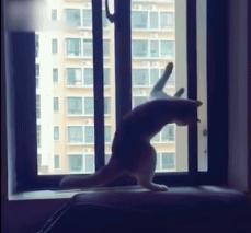 100件养猫好物,十元左右养猫好物分享