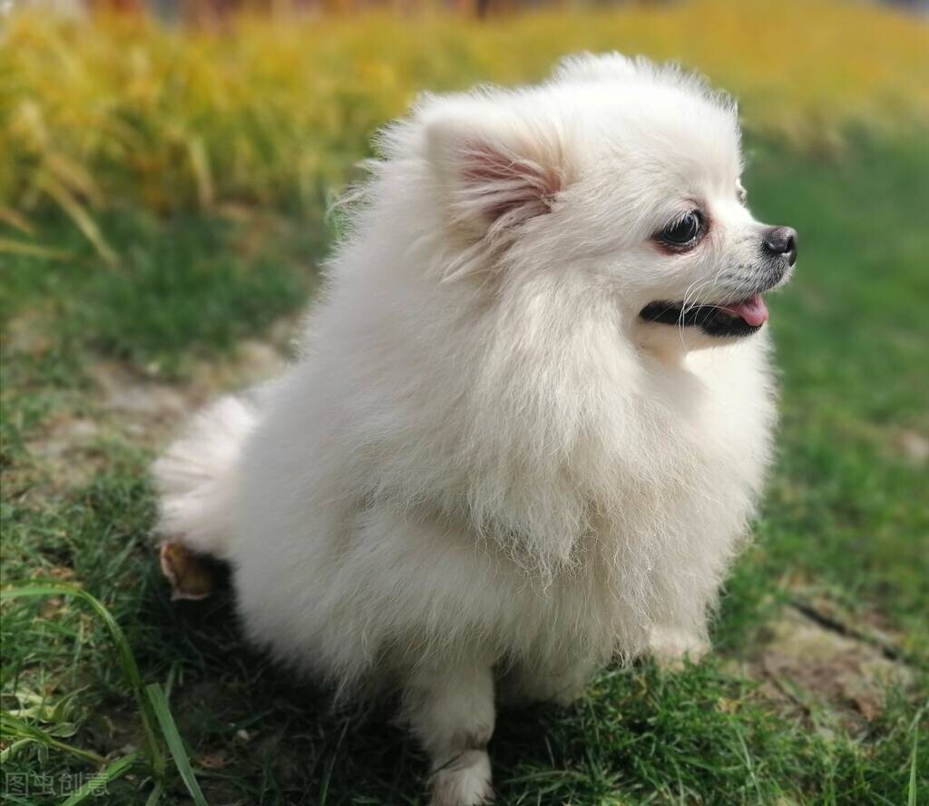 养博美犬需要注意的事项,养博美犬要注意什么