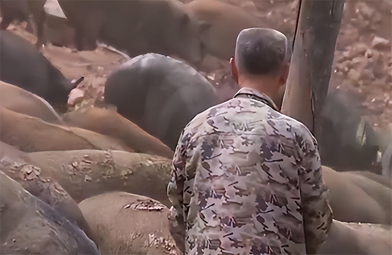 90后大学生深山养猪陪嫁300头猪,河南24岁女子深山养猪4年