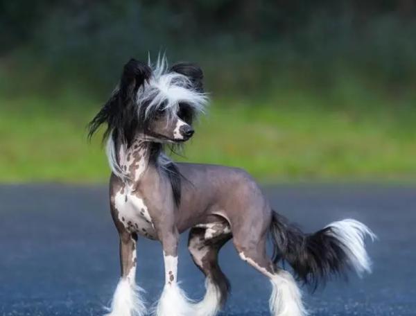 世界上最小的犬种吉娃娃,世界上最小的犬种