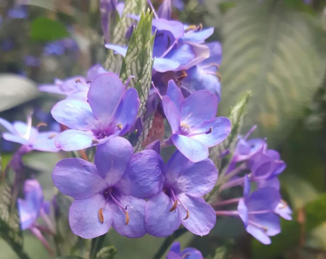 赏花旅游种什么花,春季去公园踏青上百种花让人眼花