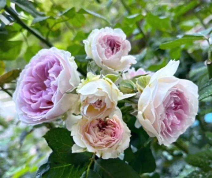 蓝色梦想树月季,蓝色梦想与什么蓝月季一样