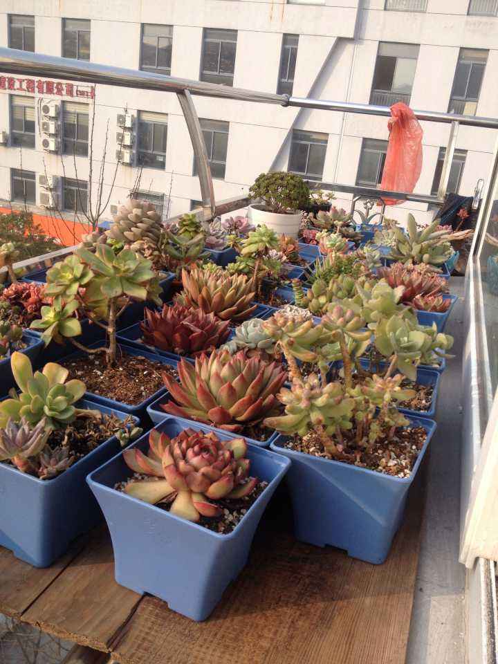 高温养兰注意事项,高温多肉怎么养