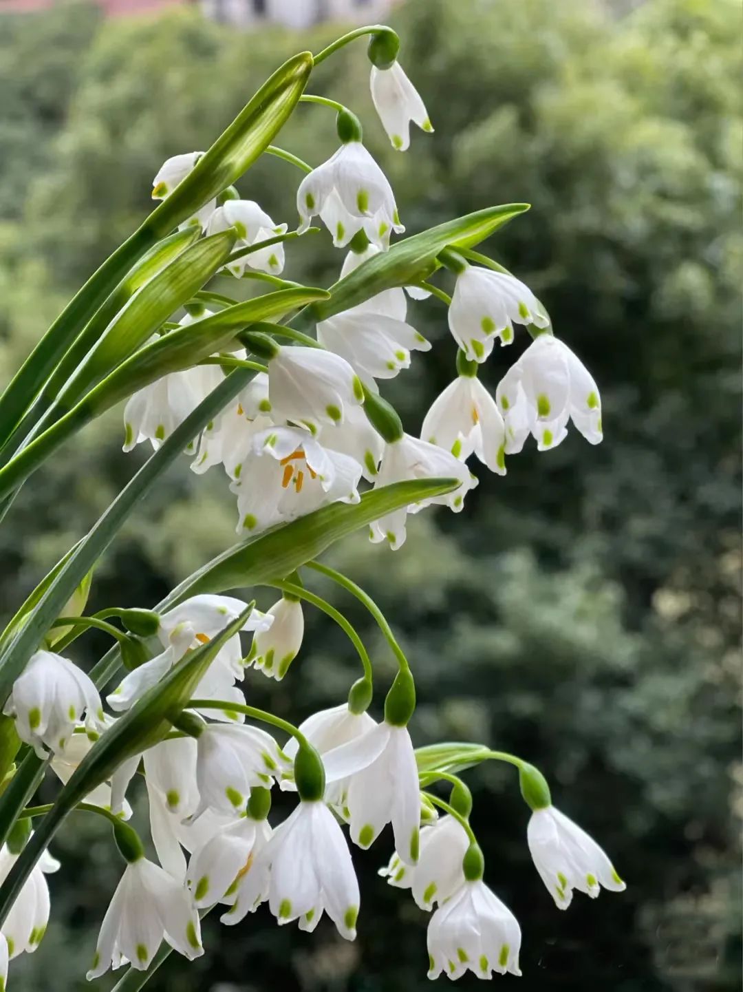 球根类花卉有哪些比较好养,有哪些好看的球根花卉盆栽