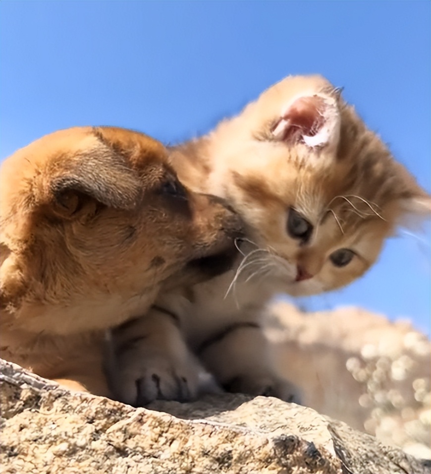 狗界巅峰中华田园犬,狗界巅峰的狗子