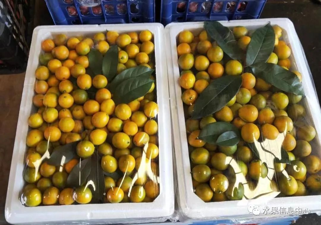 金桔产地视频,金桔多少个品种