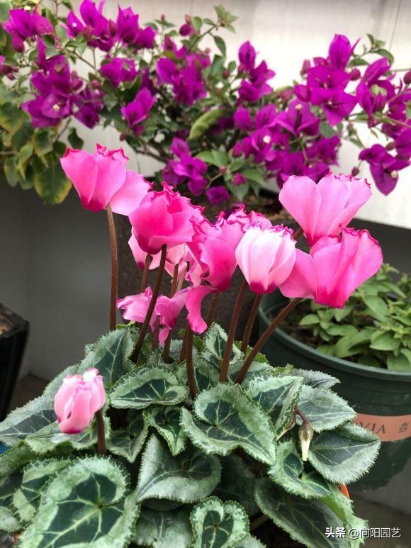 十大最省钱年宵花,最有面的年宵花