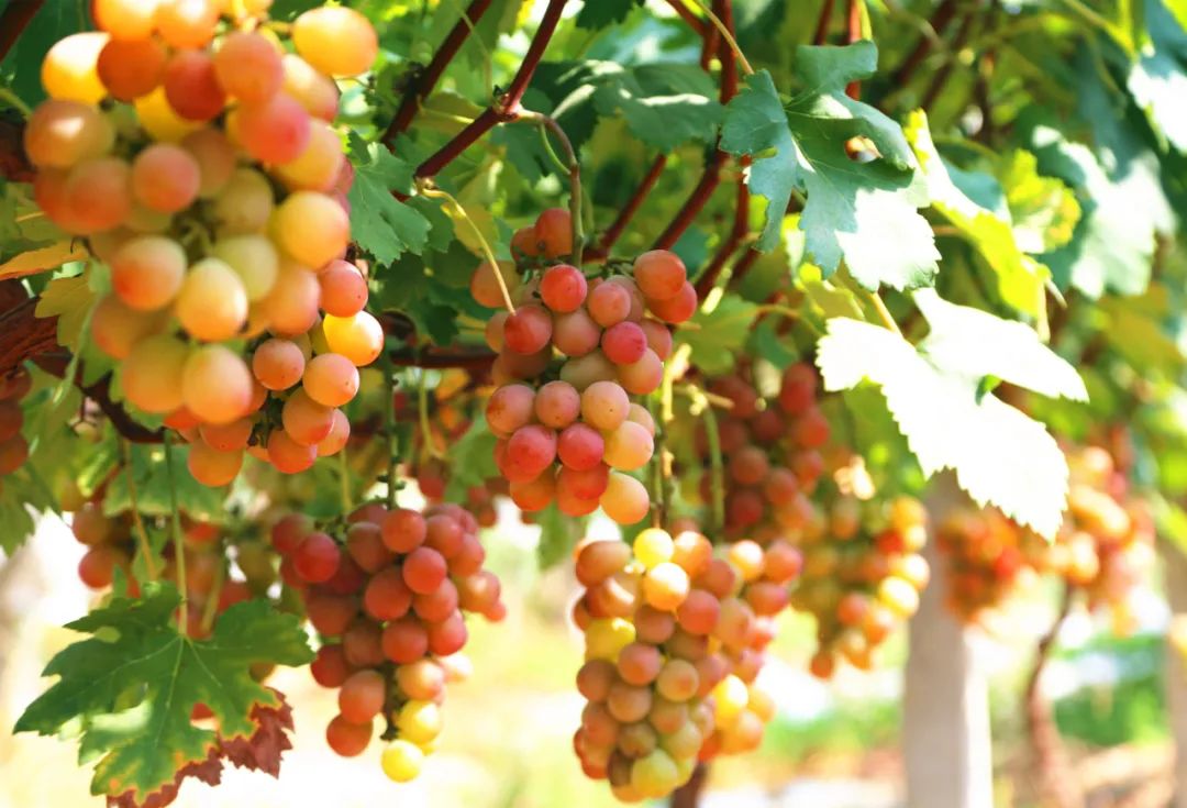 优质农产品葡萄丰收,葡萄丰收助力三农