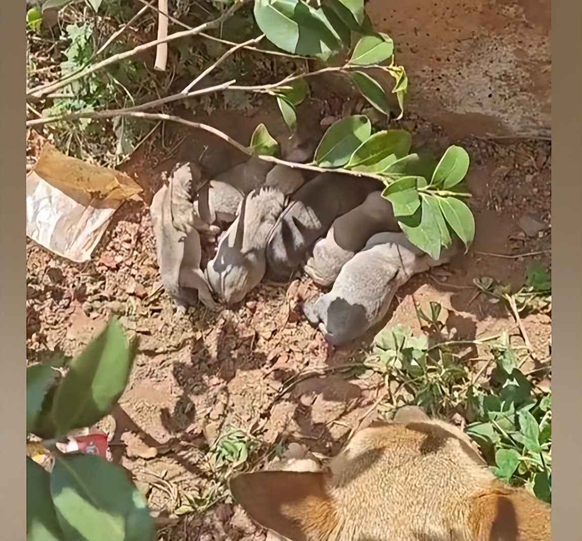 流浪狗被投喂跑5公里等女生后续,女子投喂流浪狗鸡腿