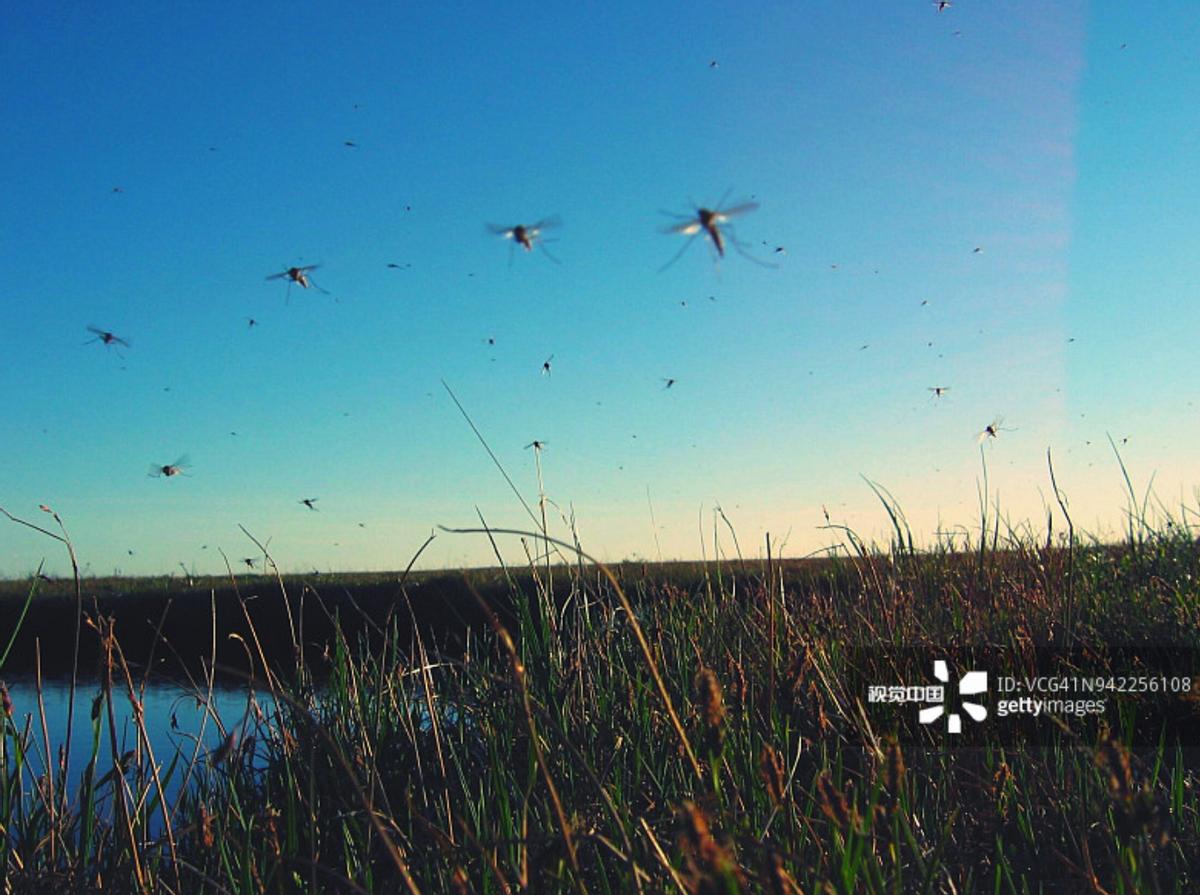 蚊子专挑甜的地方咬,蚊子爱咬我的原因找到了