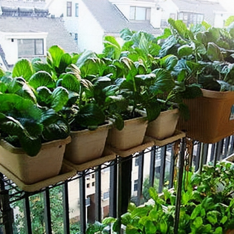 阳台种菜可以多茬采收,在阳台种菜最快采收的五种蔬菜