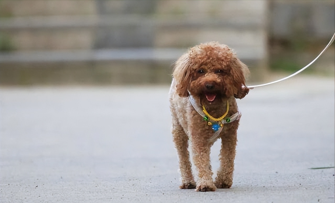 泰迪到底能不能养,为什么说泰迪很不好养呢