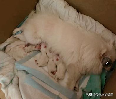 博美备孕指南，这次终于用上了，赶紧收藏起来