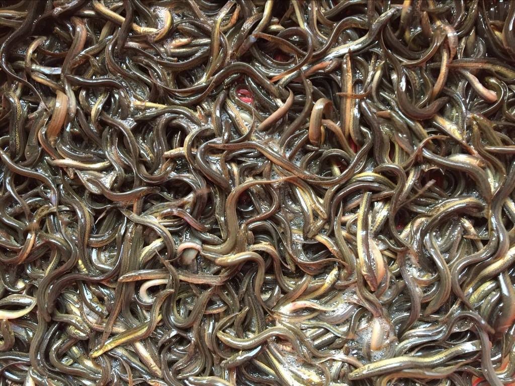 泥鳅养殖病害防治方案,养殖泥鳅易出现的病害