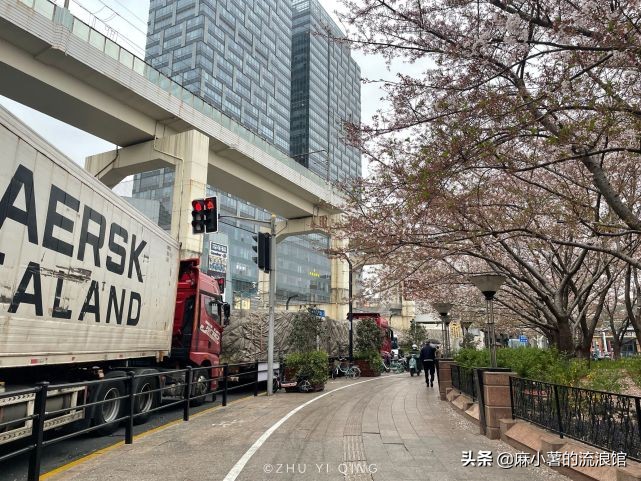 虹口足球场樱花,虹口足球场樱花开在什么地方