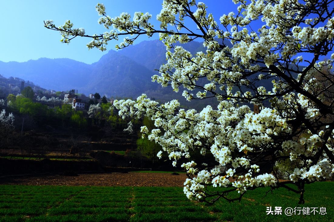 洒落最经典十首梨花诗句,赞美梨花一枝春带雨的诗句