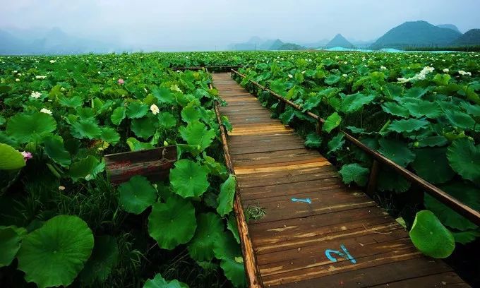 云南普者黑在哪个城市,云南普者黑最美的风景在哪里