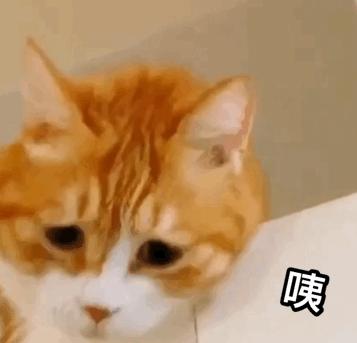 为什么养猫猫家里有怪味,养猫味道大怎么办小妙招
