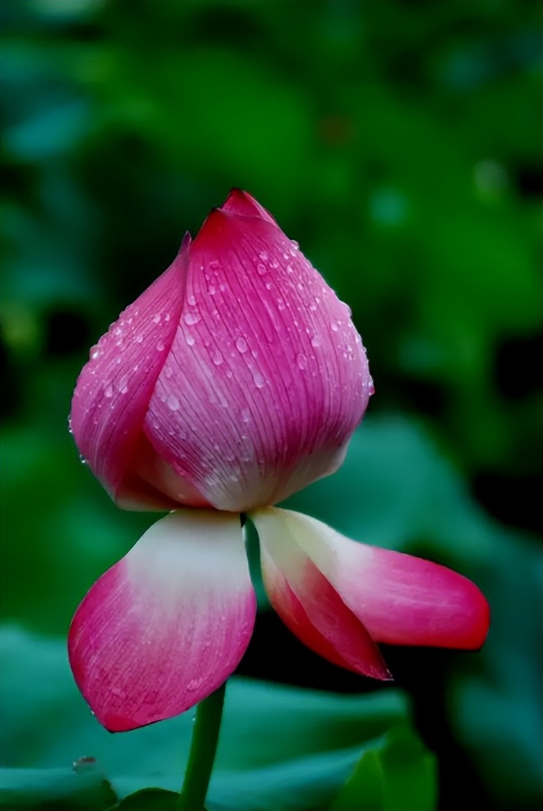 周嗣远|接天碧叶莹如玉，夕照芙蓉万朵花（原创荷之歌25首）