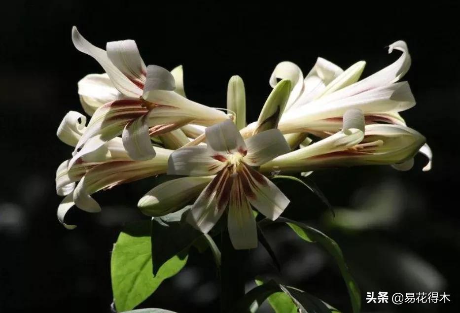 不可思议！高达两米壮观美丽的“百合王子”——大百合