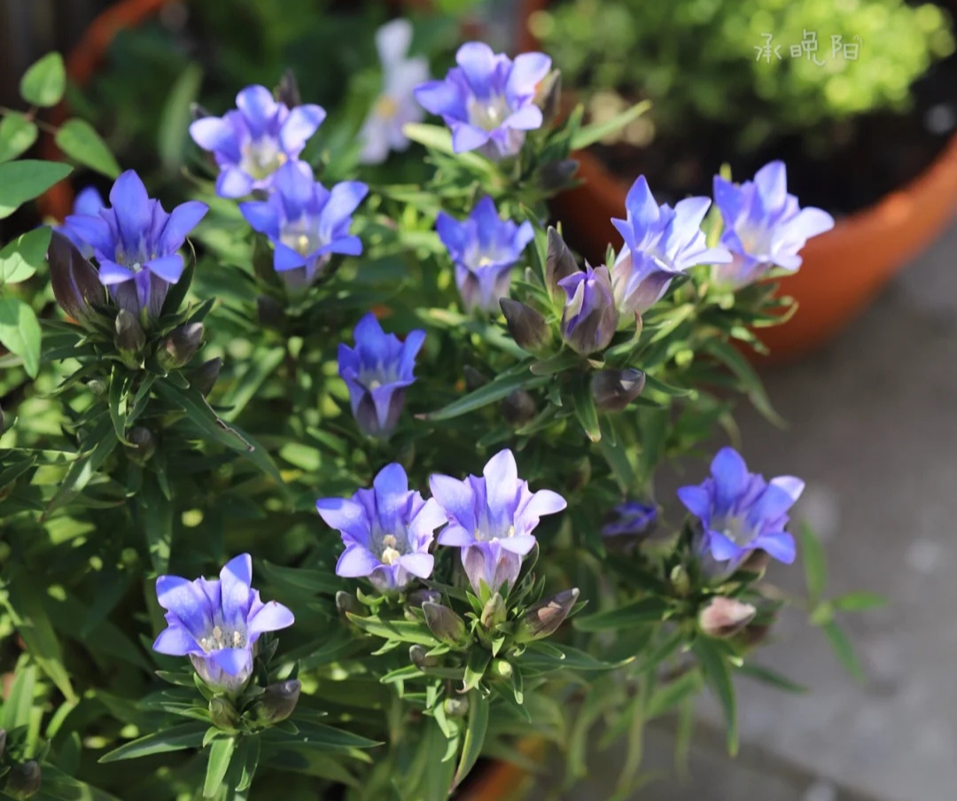 阳台上可以种什么蔬果,阳台上适合种的蔬果