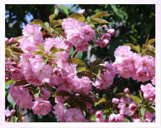 浪漫樱花的季节,满树烂漫樱花