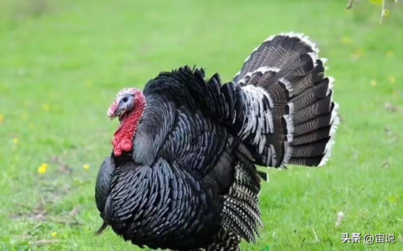 火鸡是否适应寒带地区养殖,火鸡养殖及营养价值