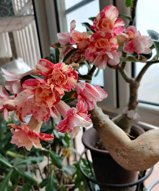 蛇蝎芙蓉花,皖南蛇蝎花