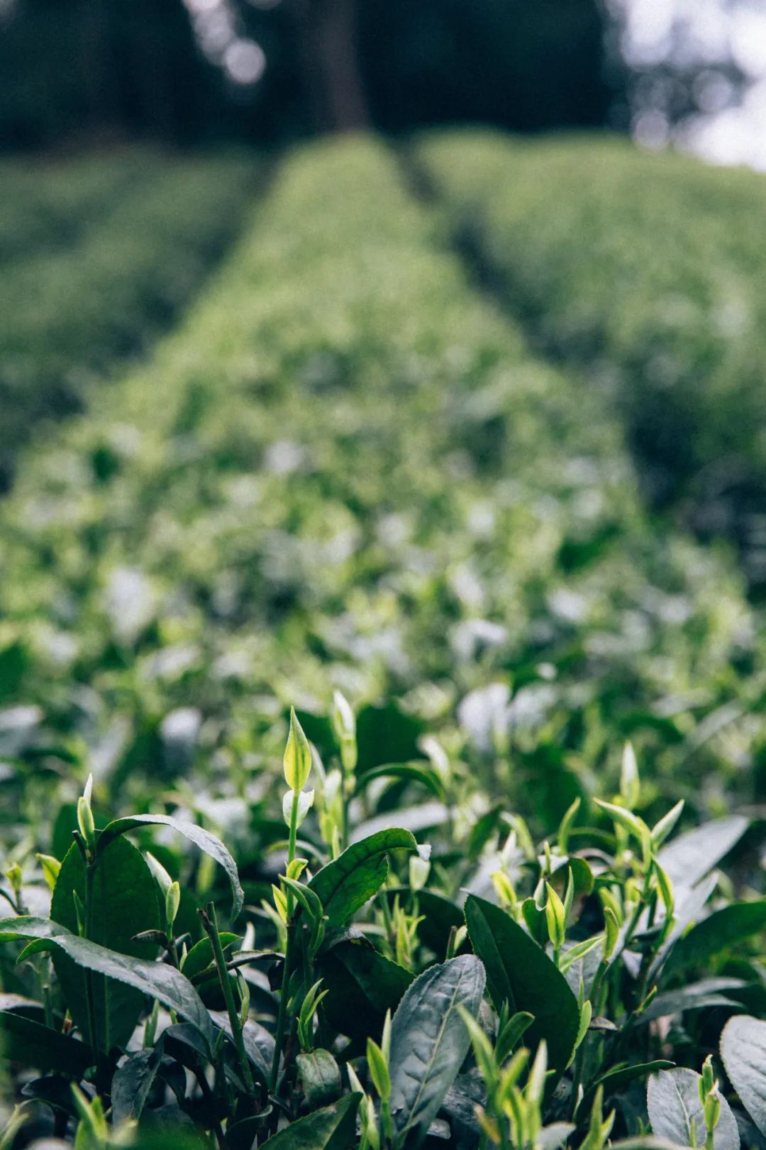 中国茶业历史悠久各种各样的茶叶,中国产茶的四大茶区