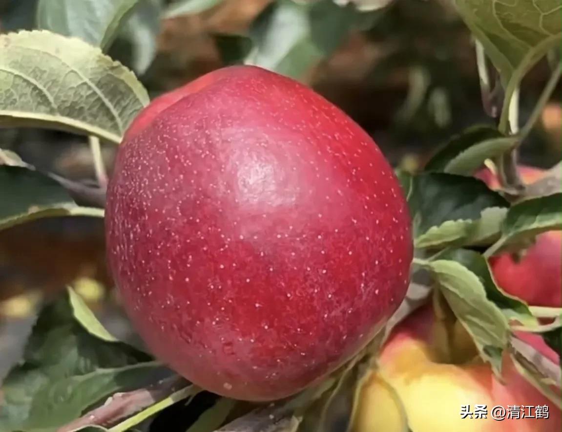 各种保鲜剂防腐剂的用法,赤霉素保鲜